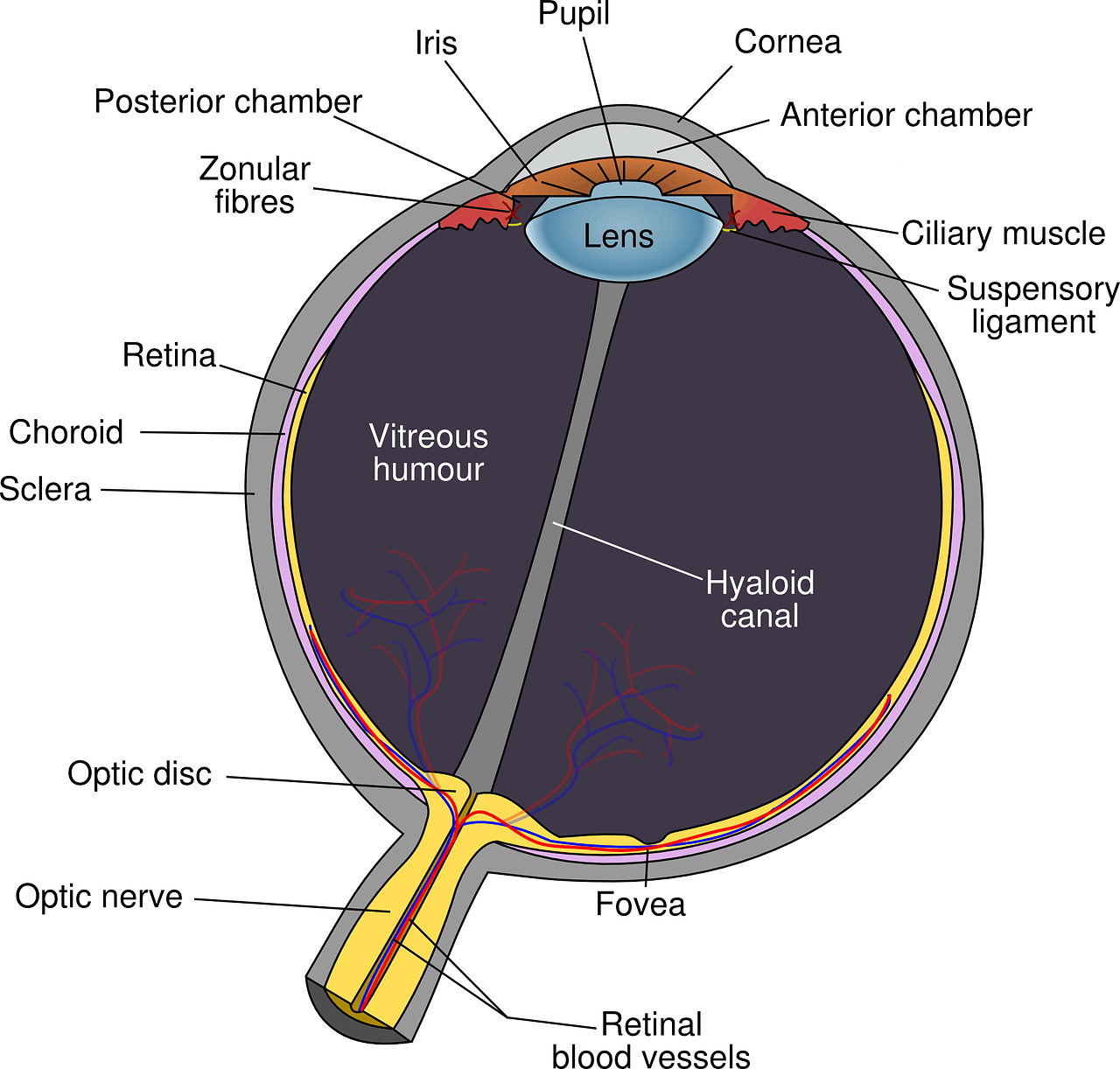 anterior eye anatomy diagram